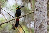 Golden-collared Toucanet